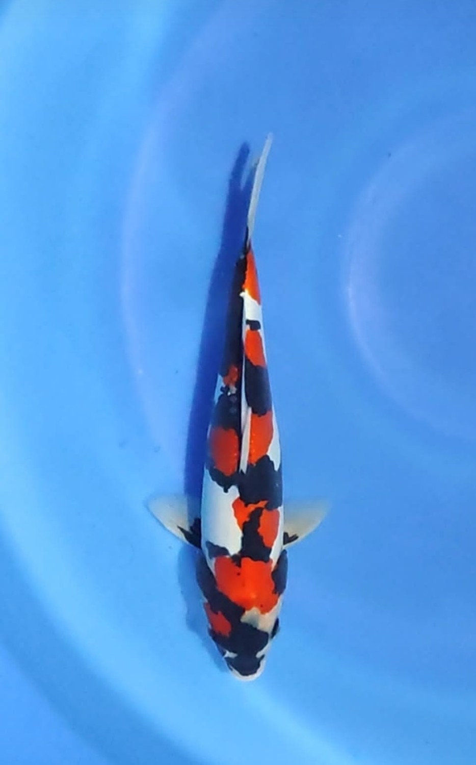 Juara 5