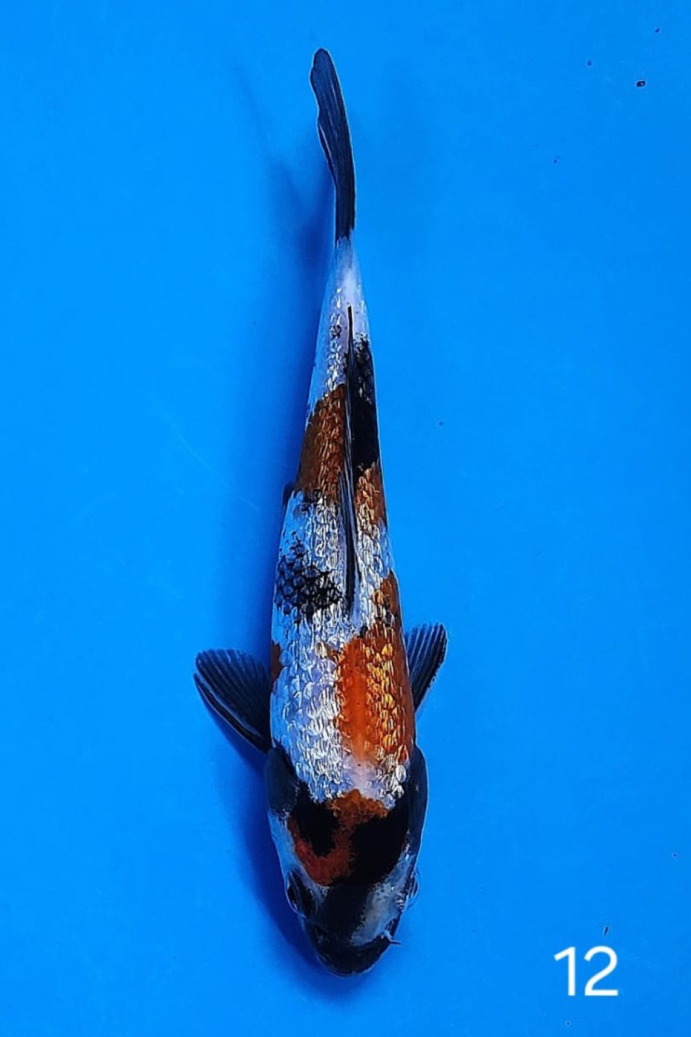 Best In Size B Up 12 cm
