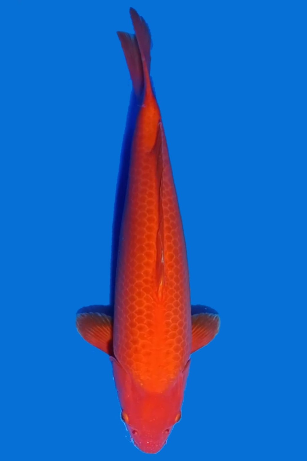 Best In Size E 51-55 Cm