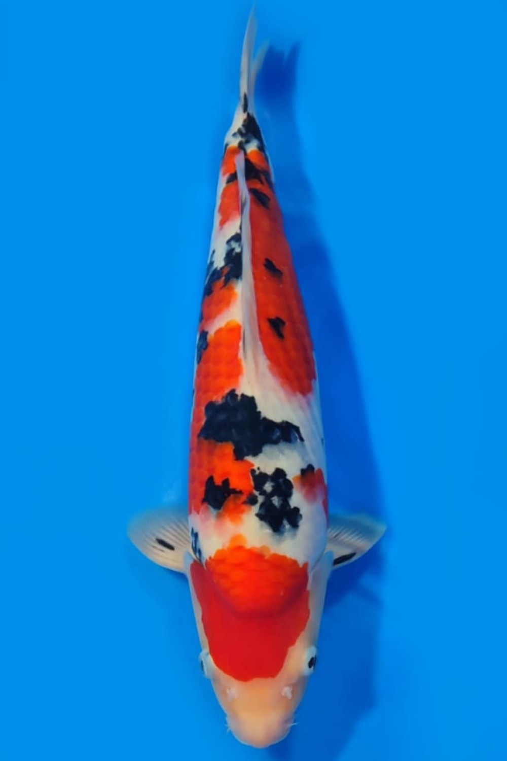 Best In Size A 41-45 Cm