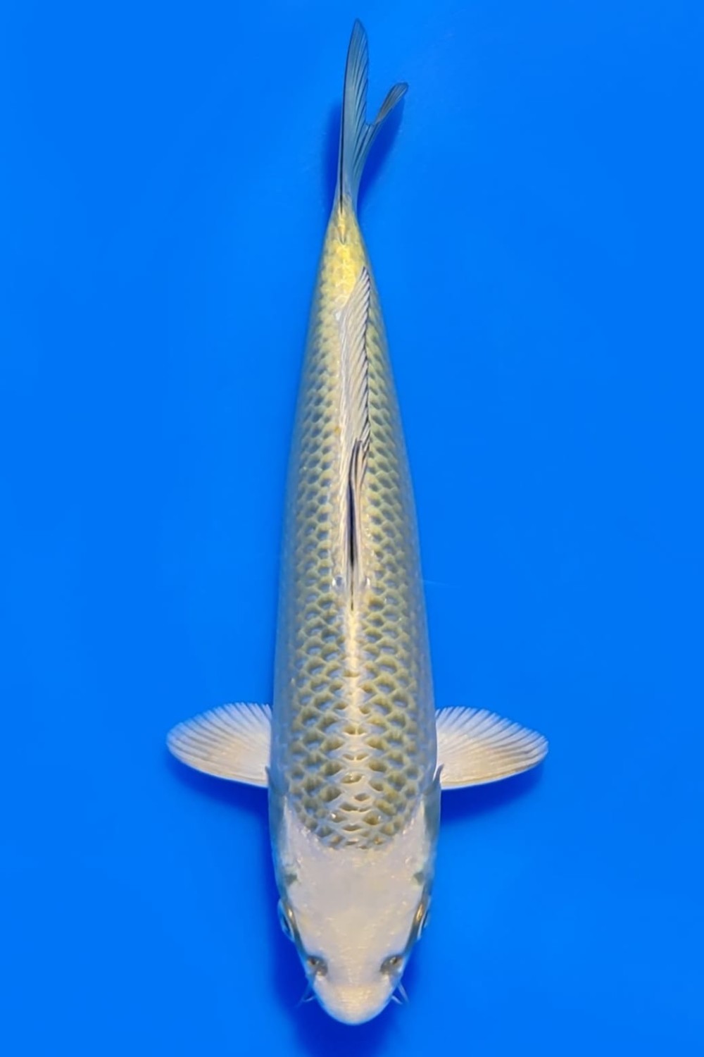 Best In Size E 13-15 Cm
