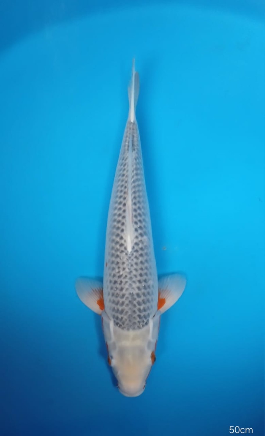 Best In Size D 46-50 Cm