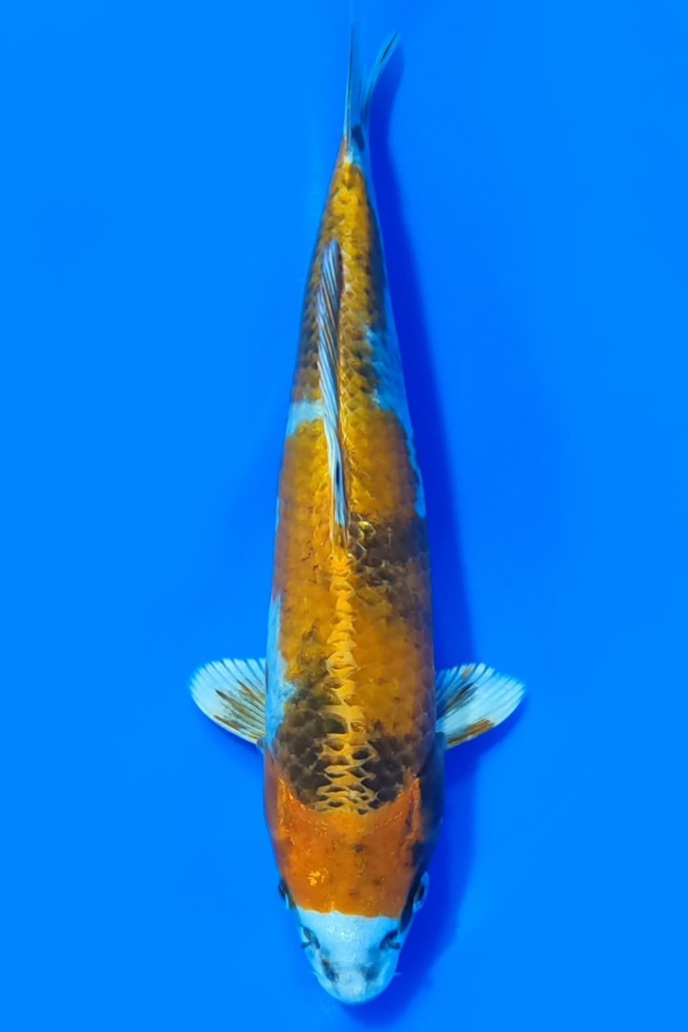 Juara 1