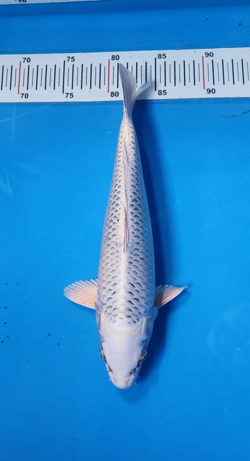 Juara 1