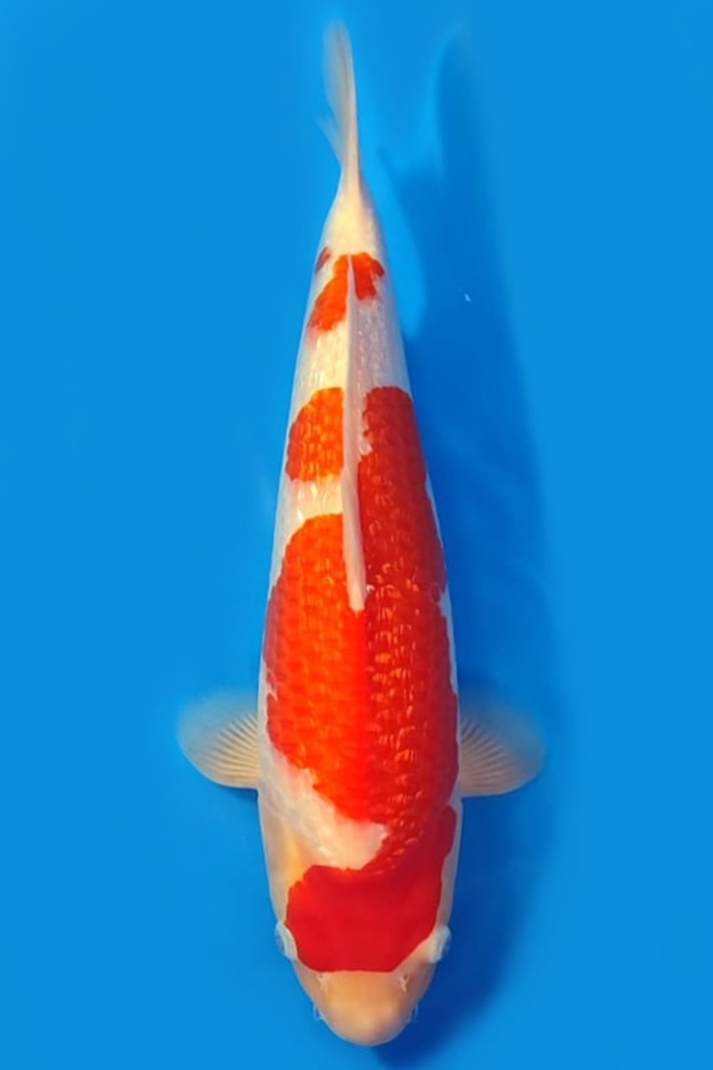 Best In Size B 41-45 Cm