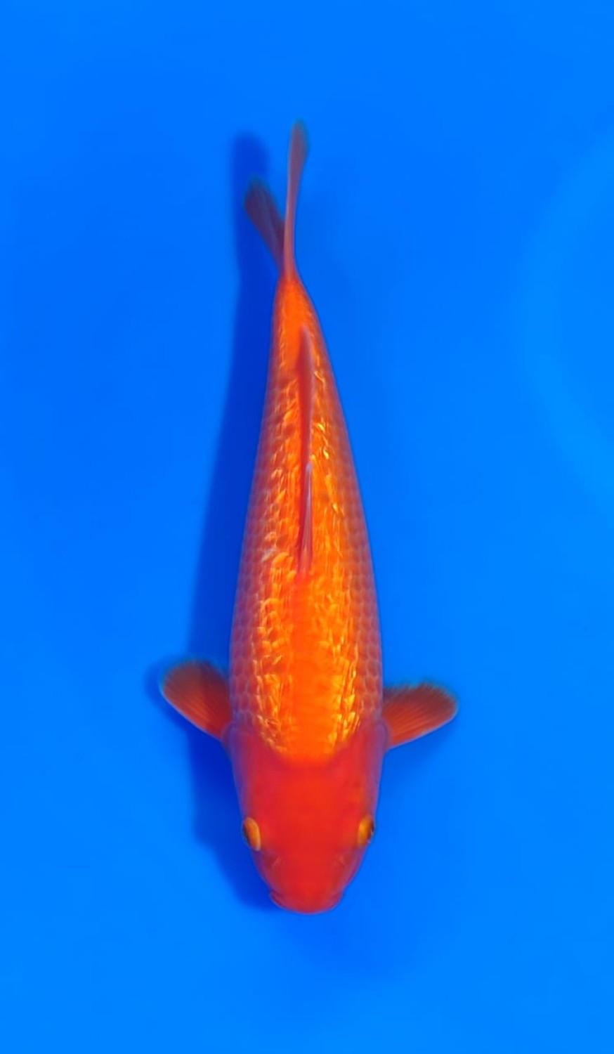 Juara 2