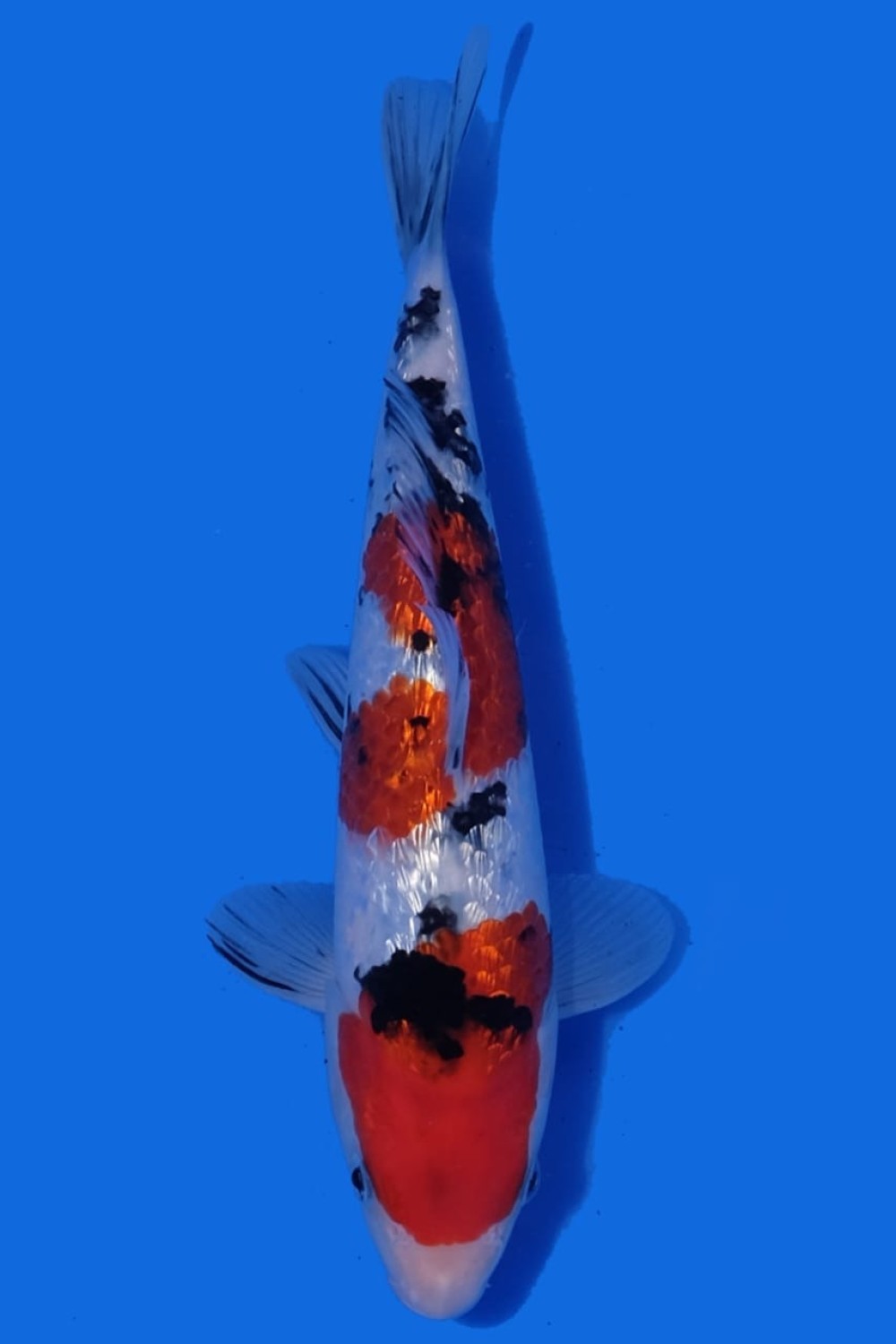 Juara 1