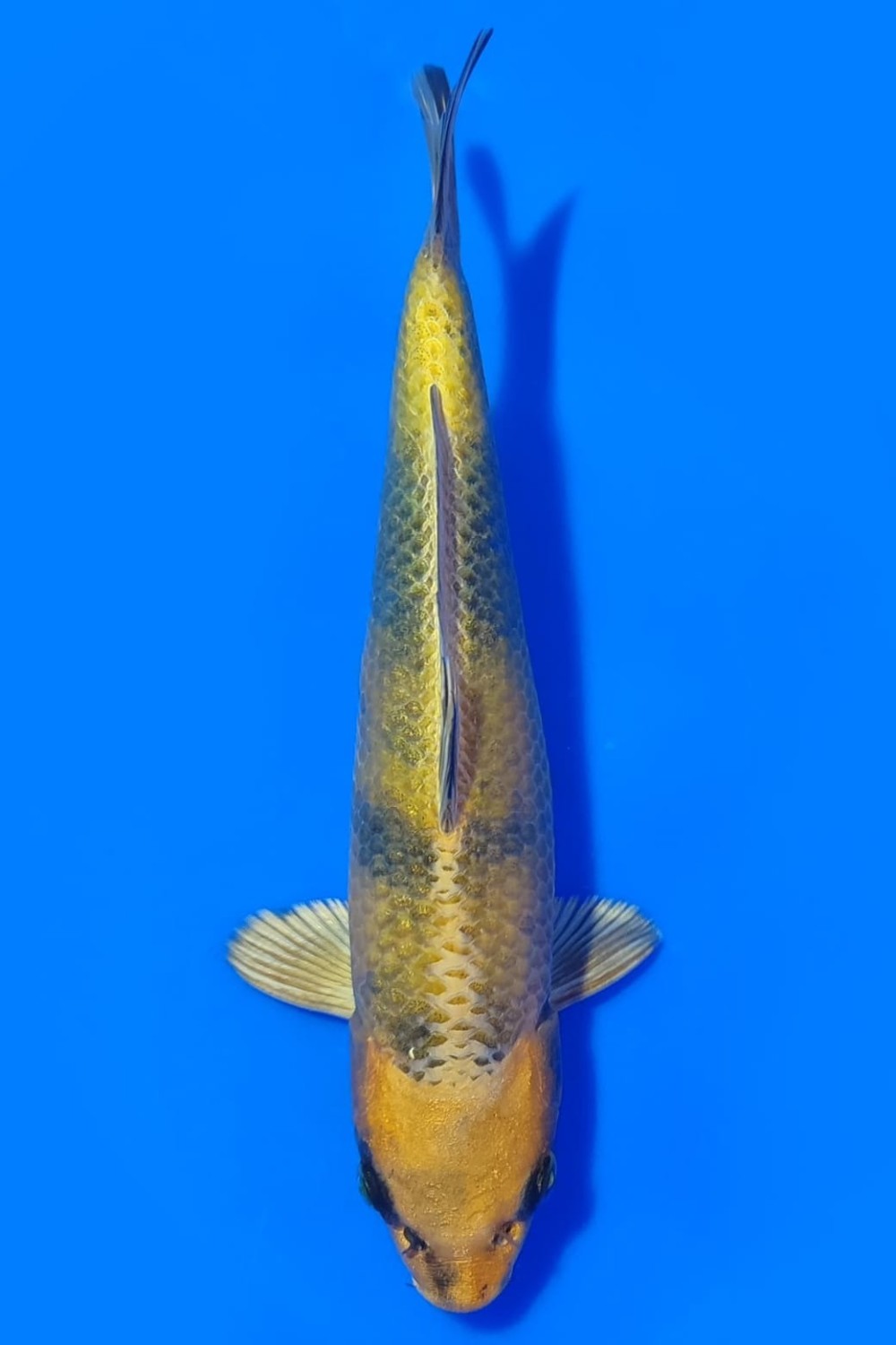 Juara 2