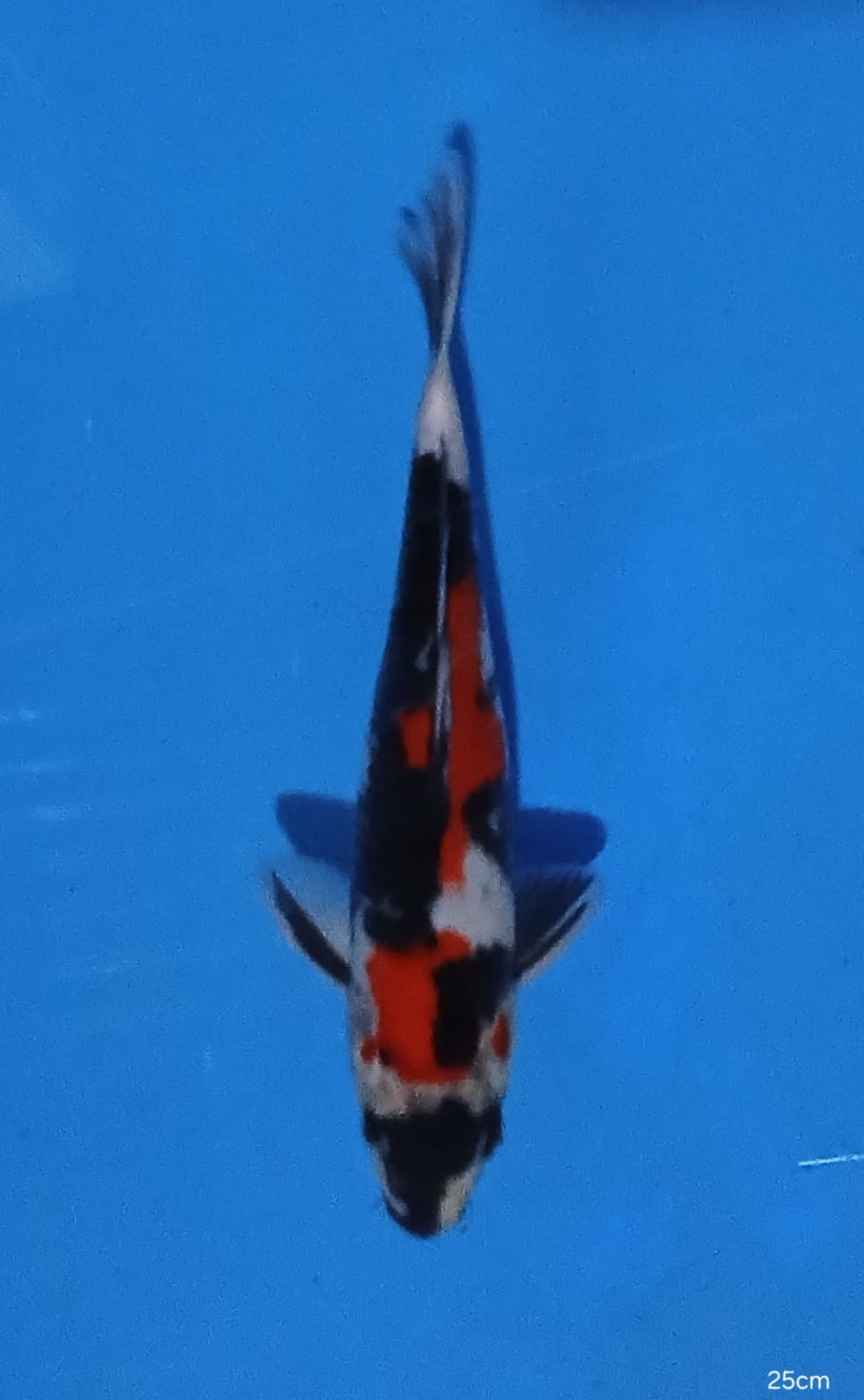 Juara 3
