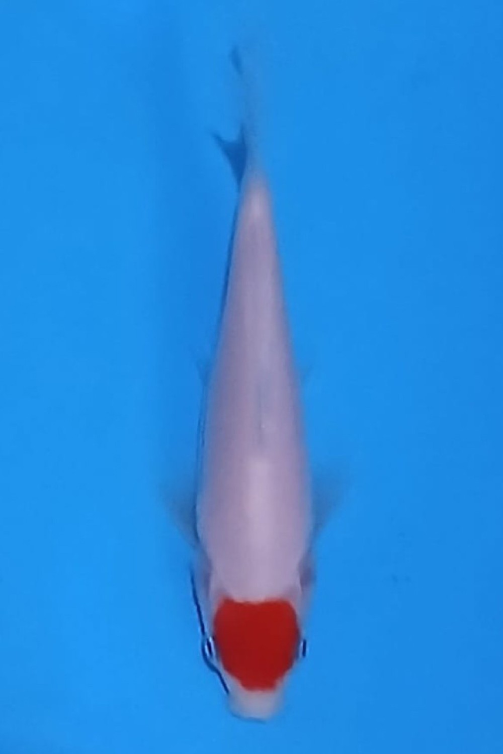 Juara 1
