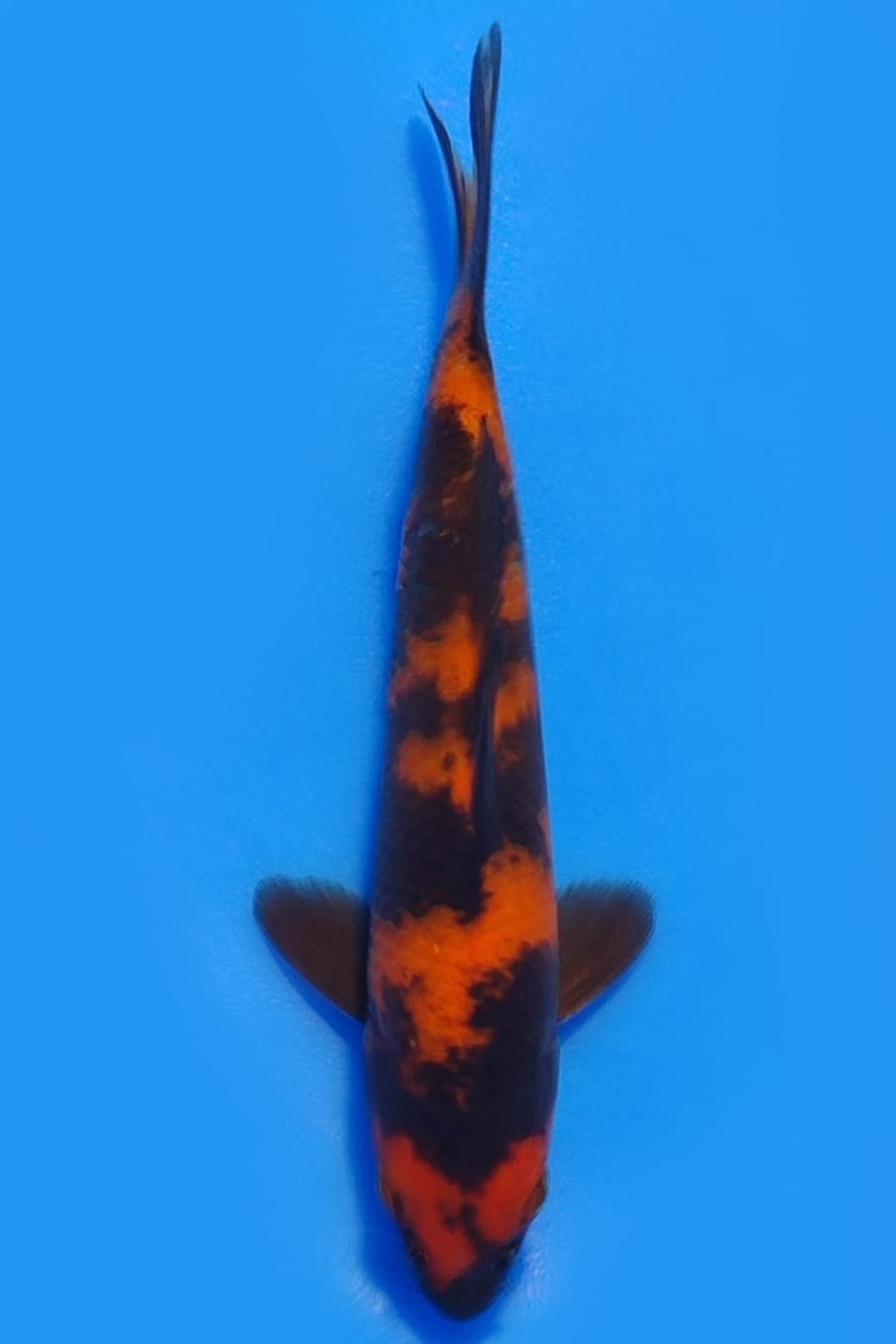 Juara 1