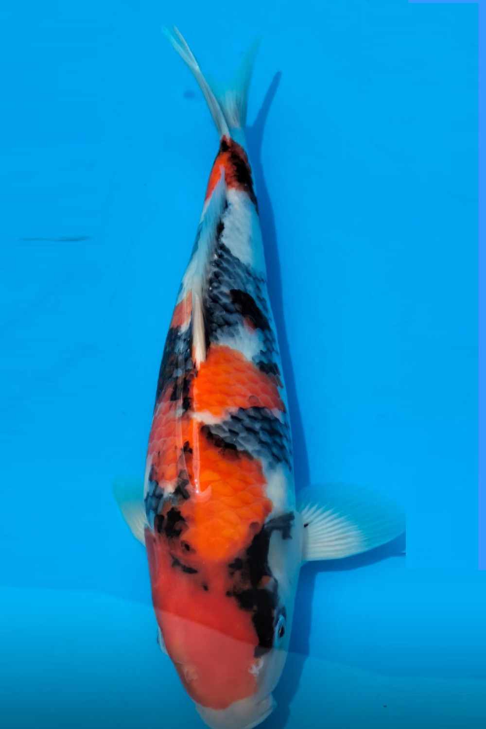 Juara 1