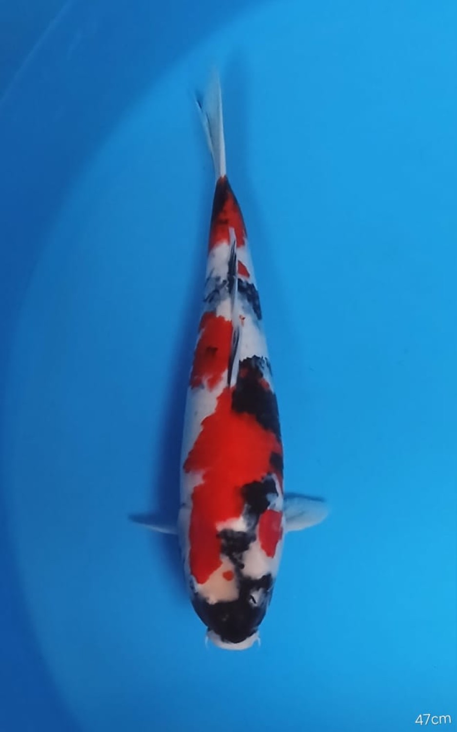 Juara 2