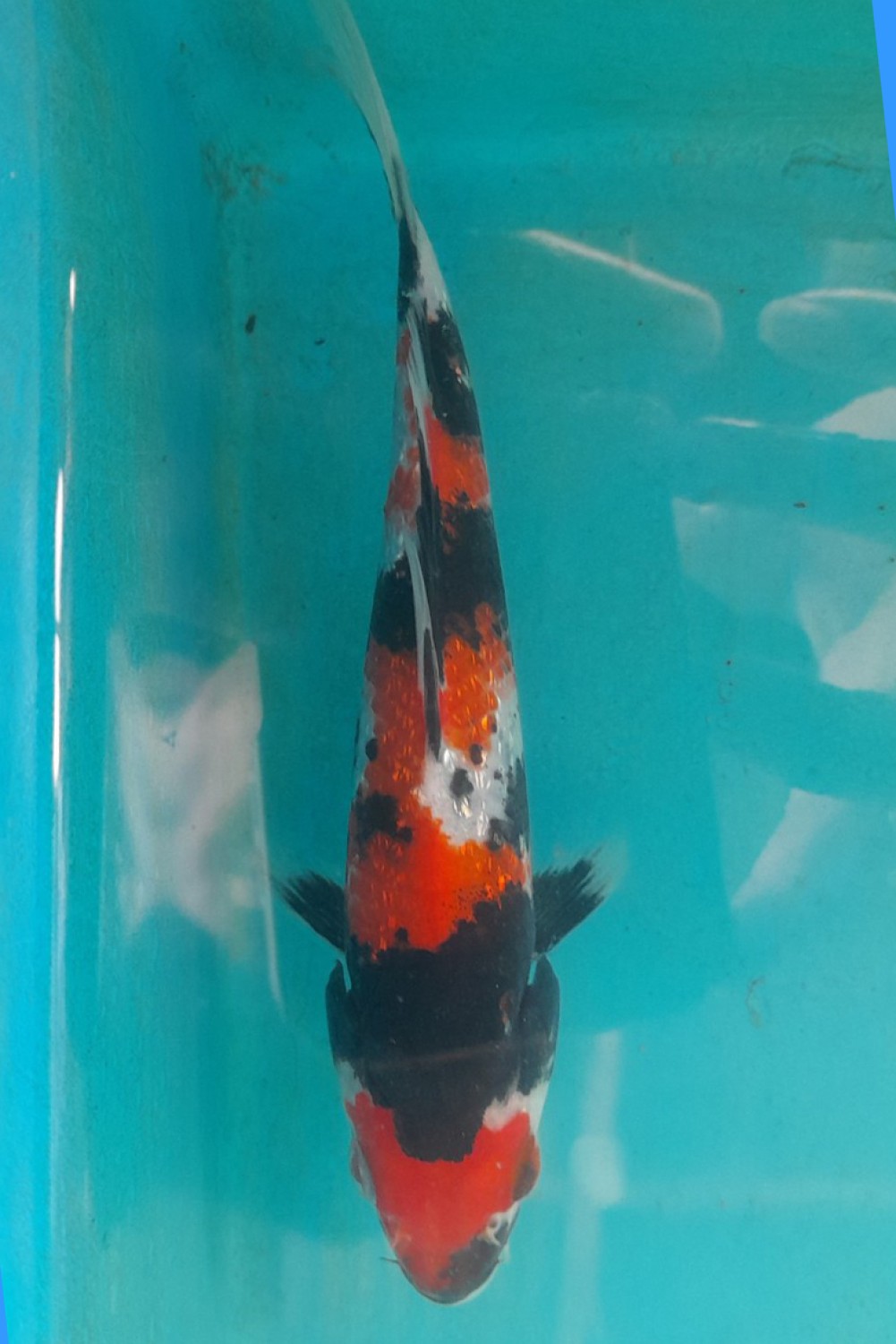 Juara 2