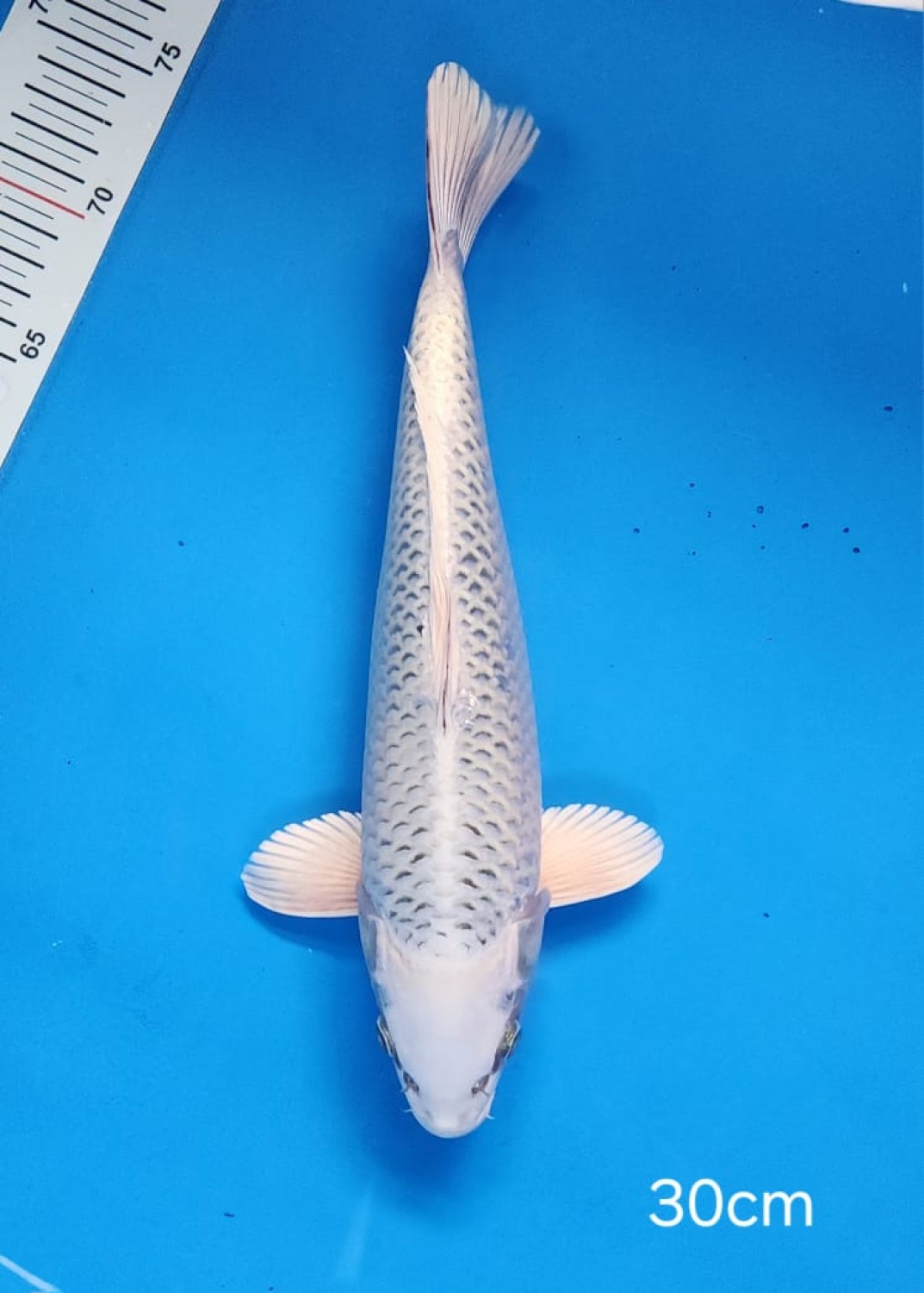 Juara 1