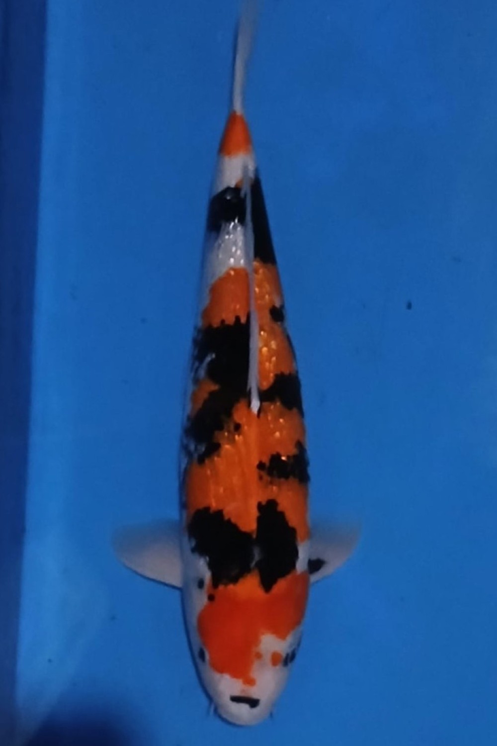 Juara 1