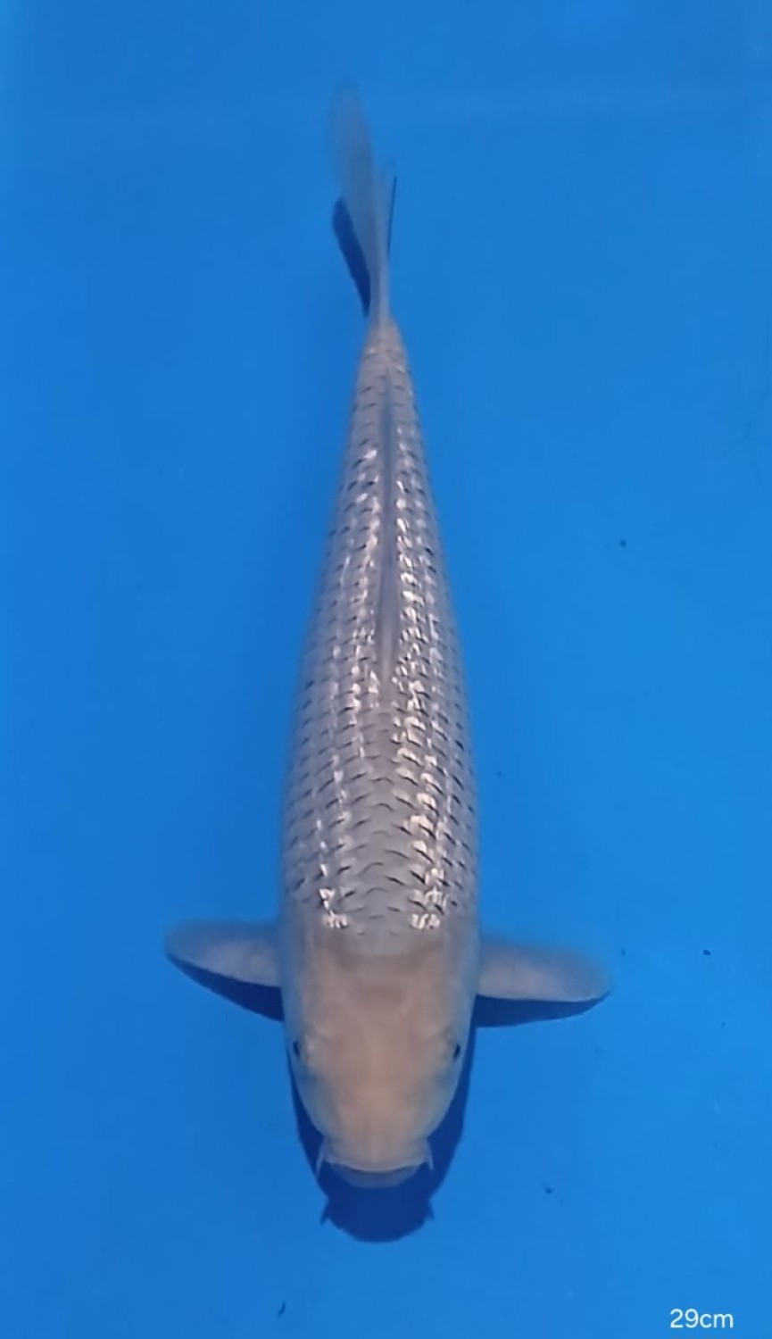 Juara 1