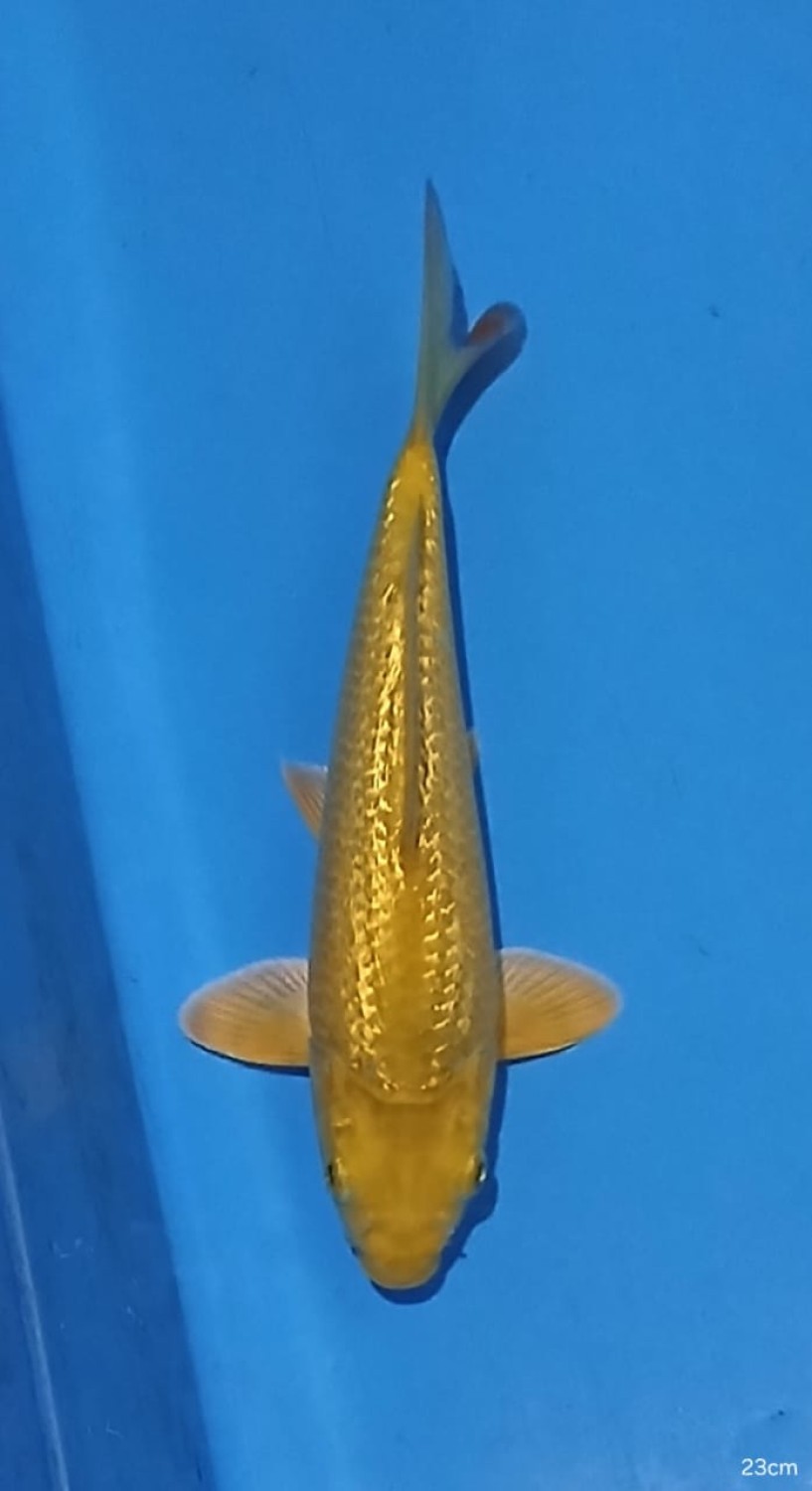 Best In Size E 21-25 Cm