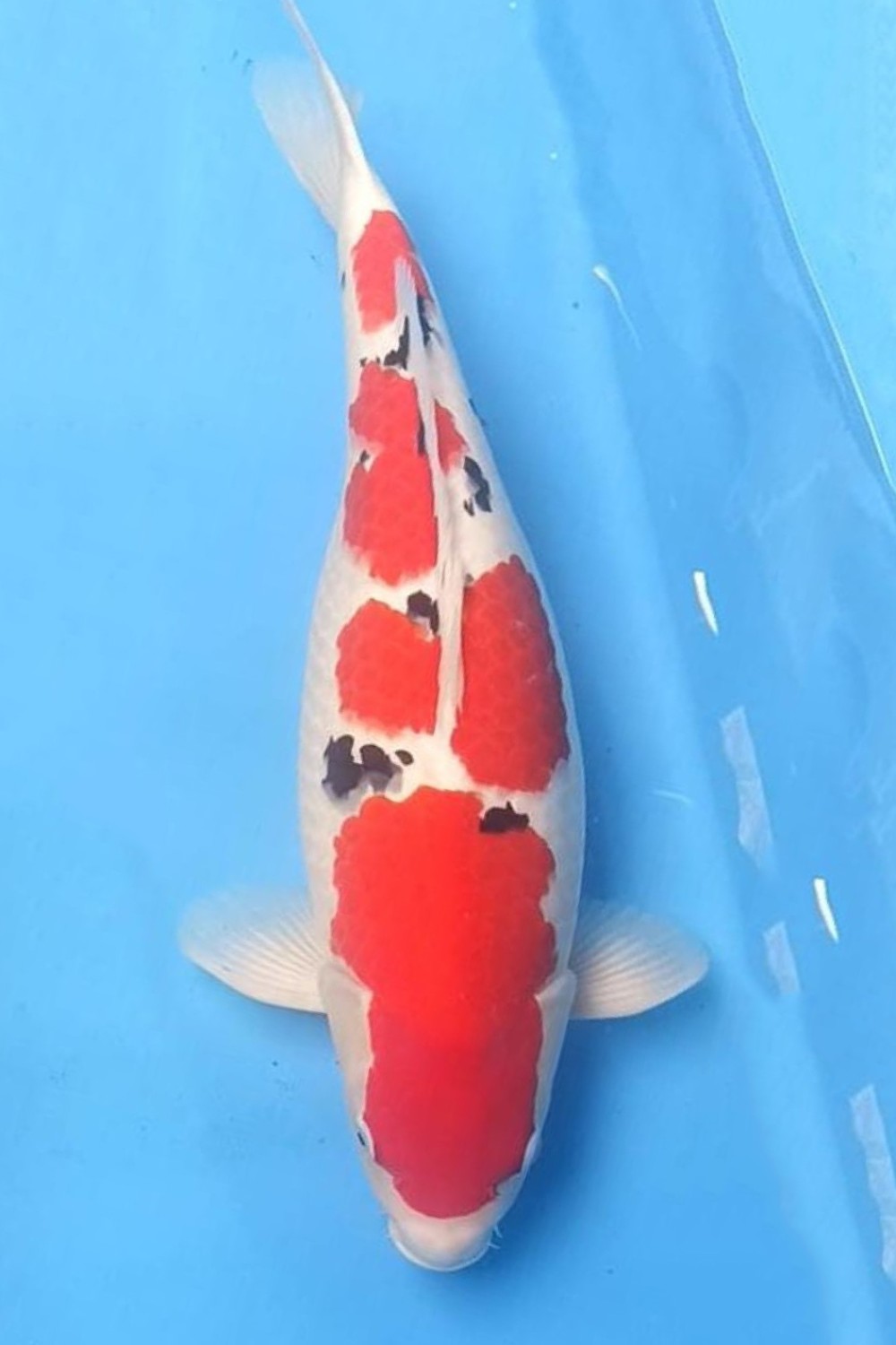 Juara 1