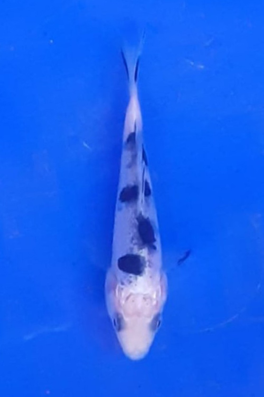 Best In Size D Up 12 cm