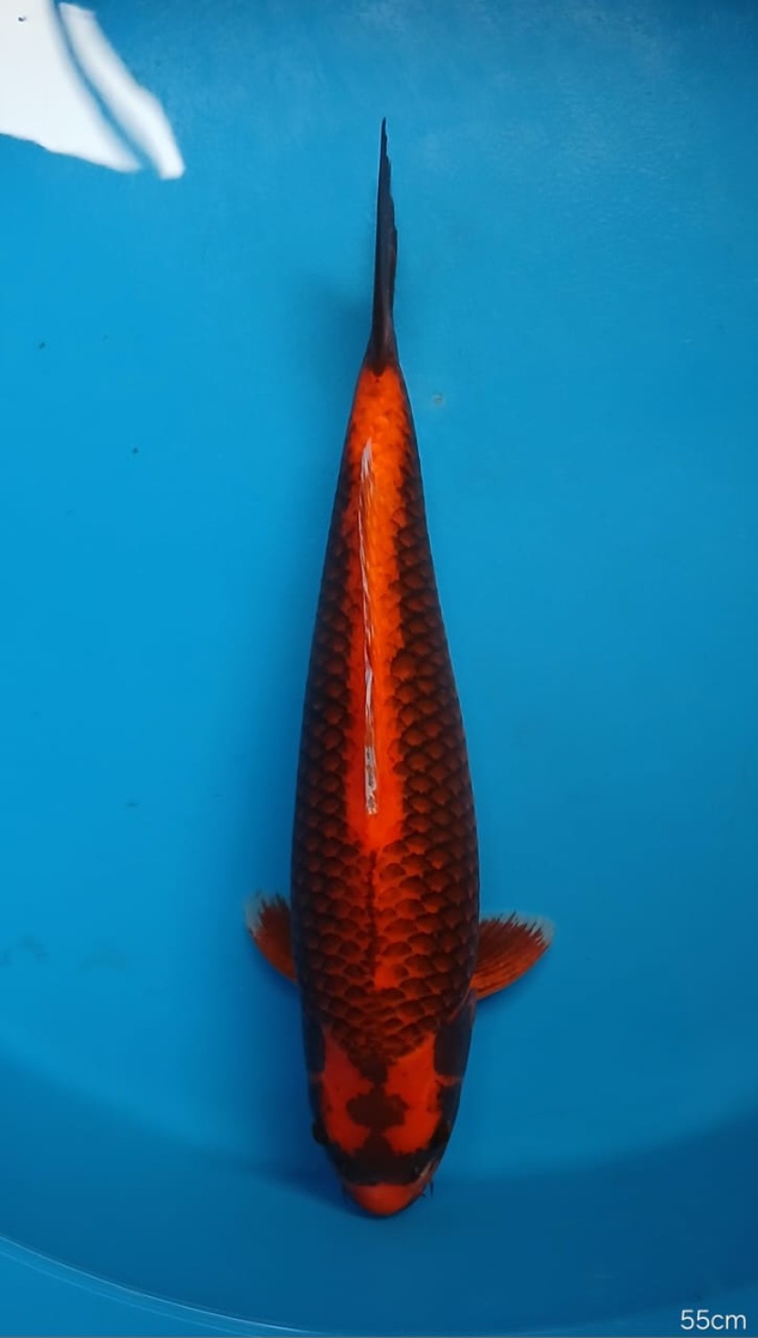 Juara 1
