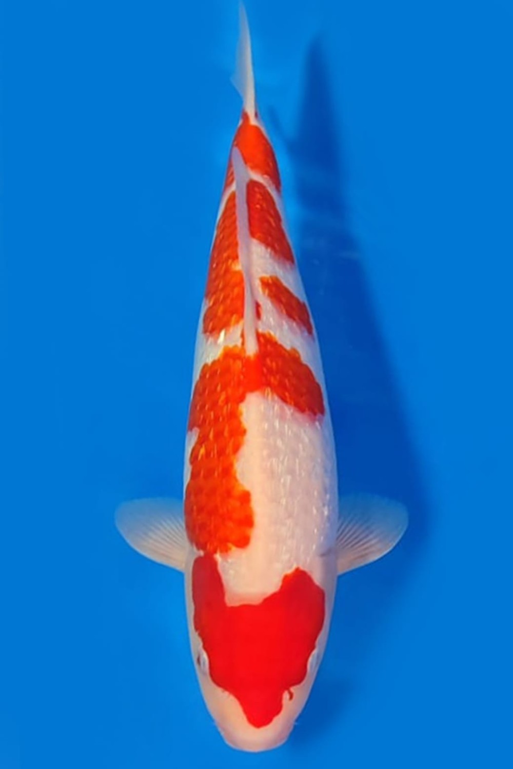 Juara 1