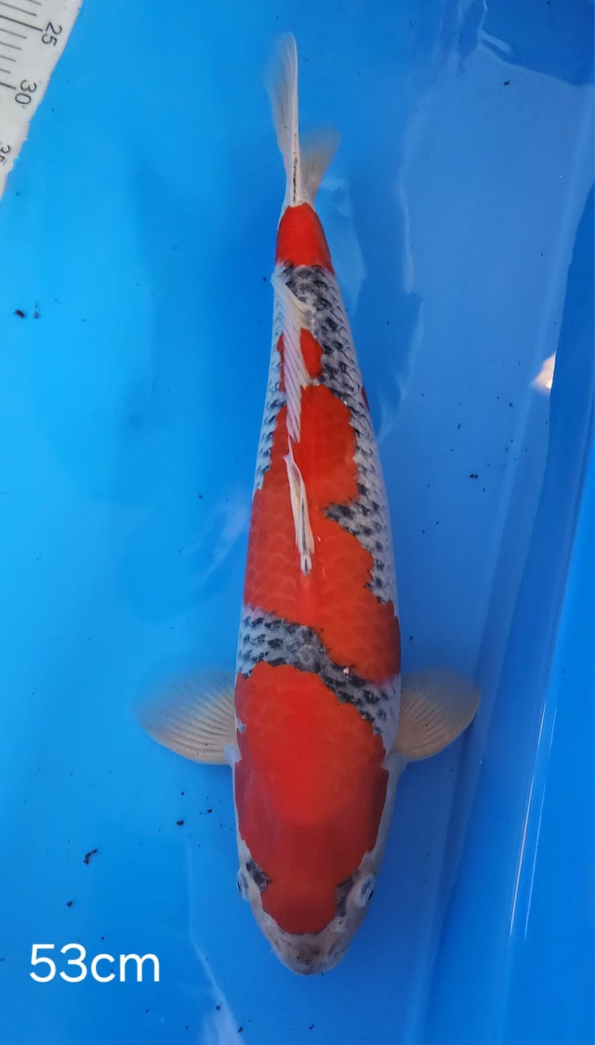 Best In Size B 51-55 Cm