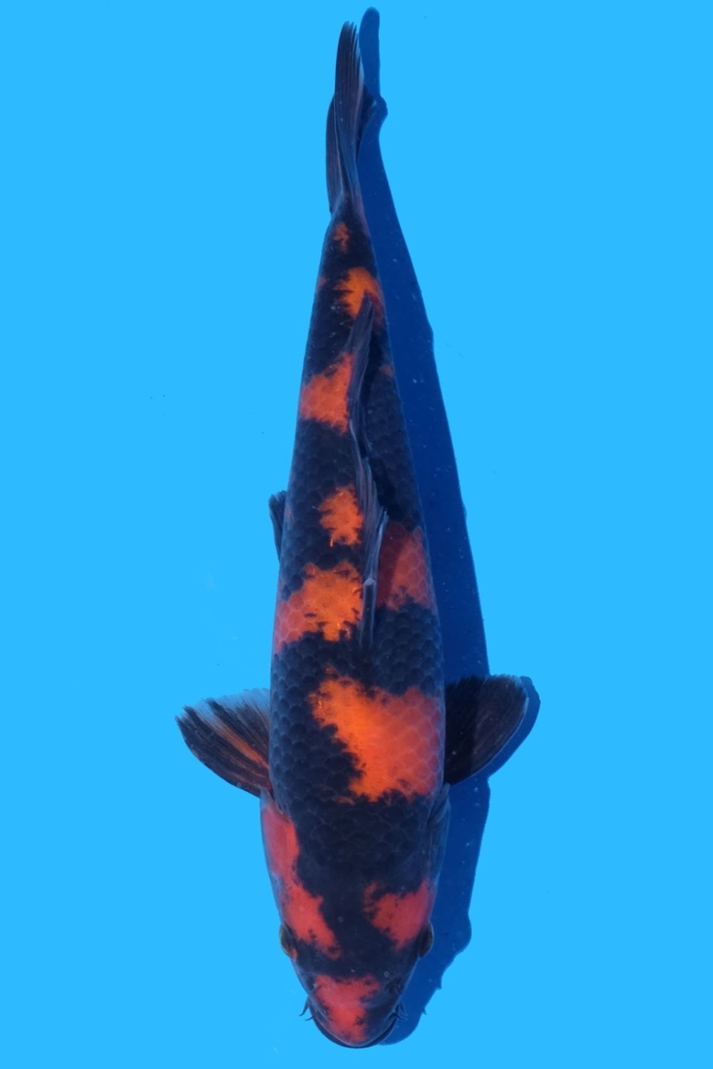 Juara 2