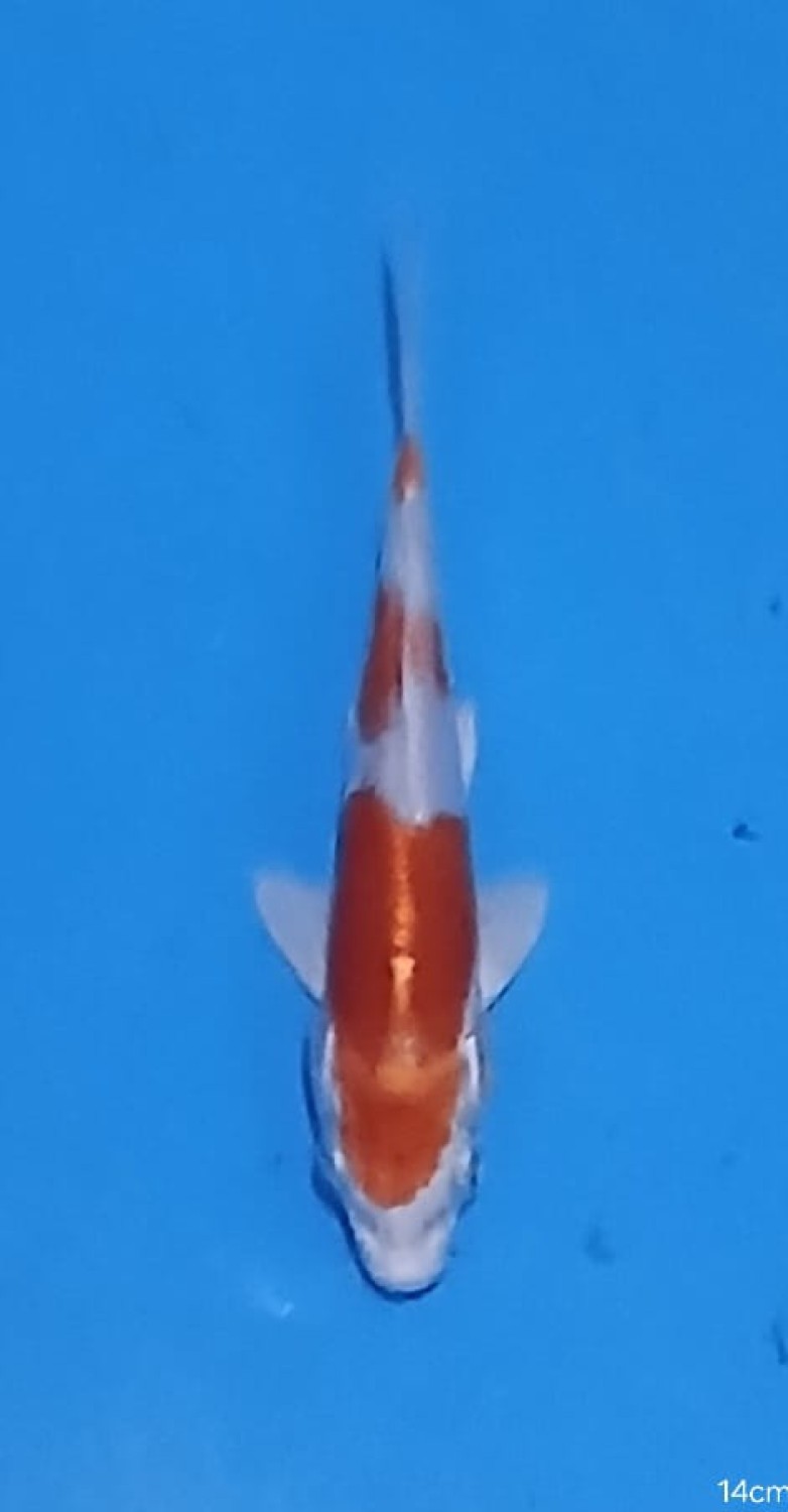 Juara 1