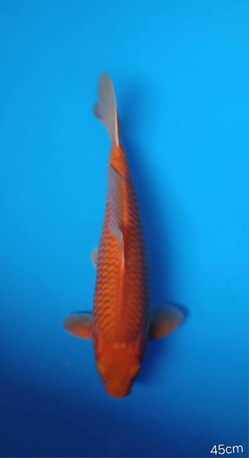 Best In Size E 41-45 Cm