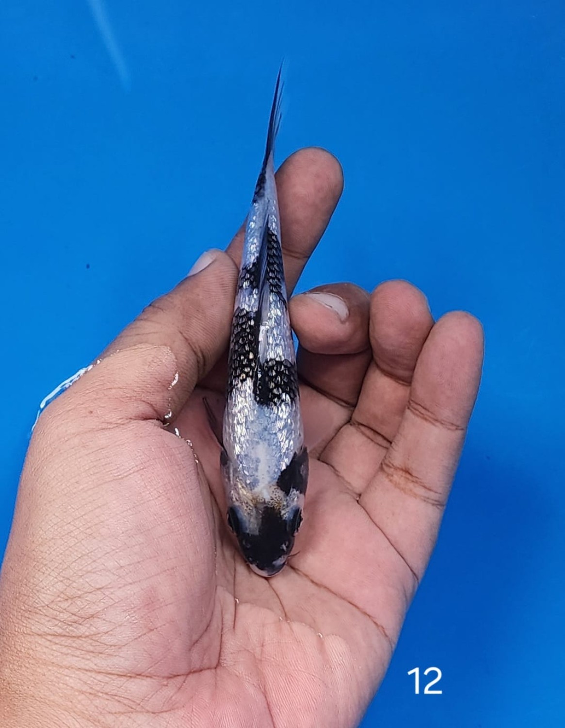 Juara 3