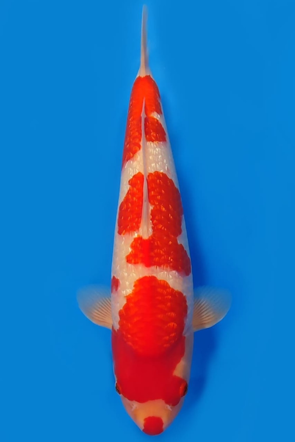 Juara 1