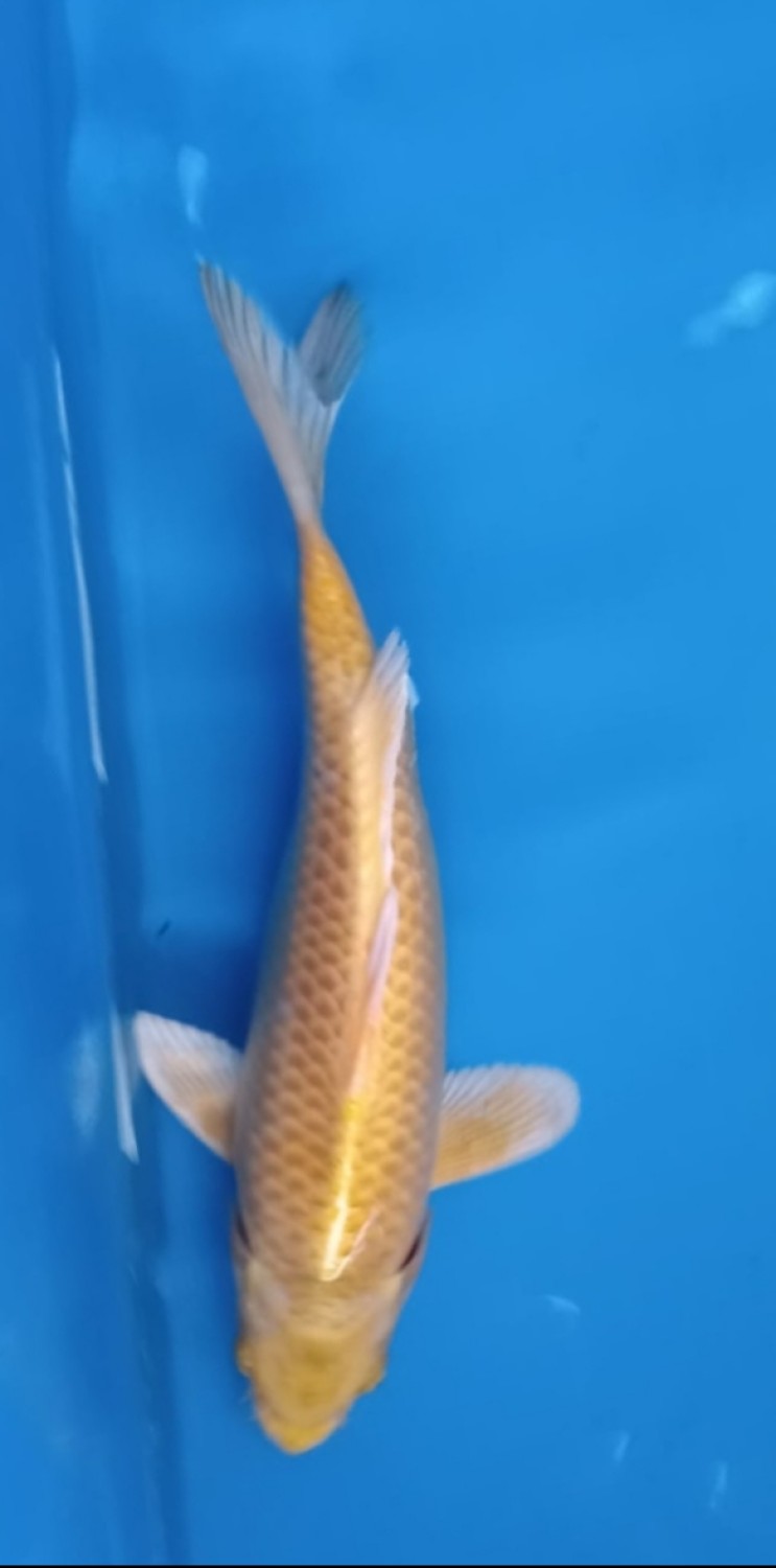 Juara 1