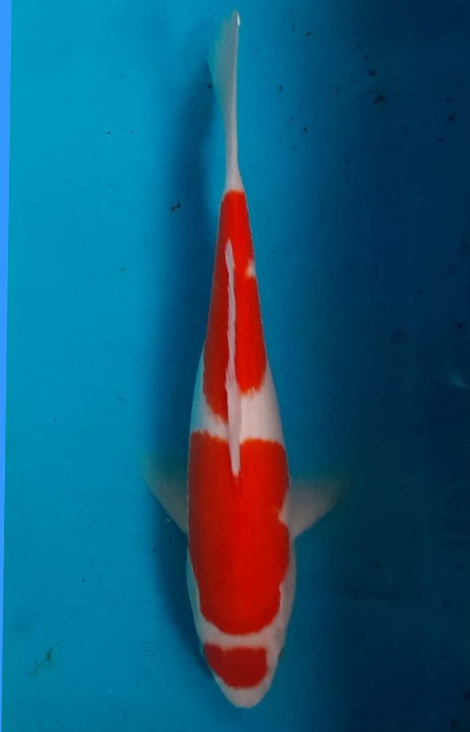 Juara 1