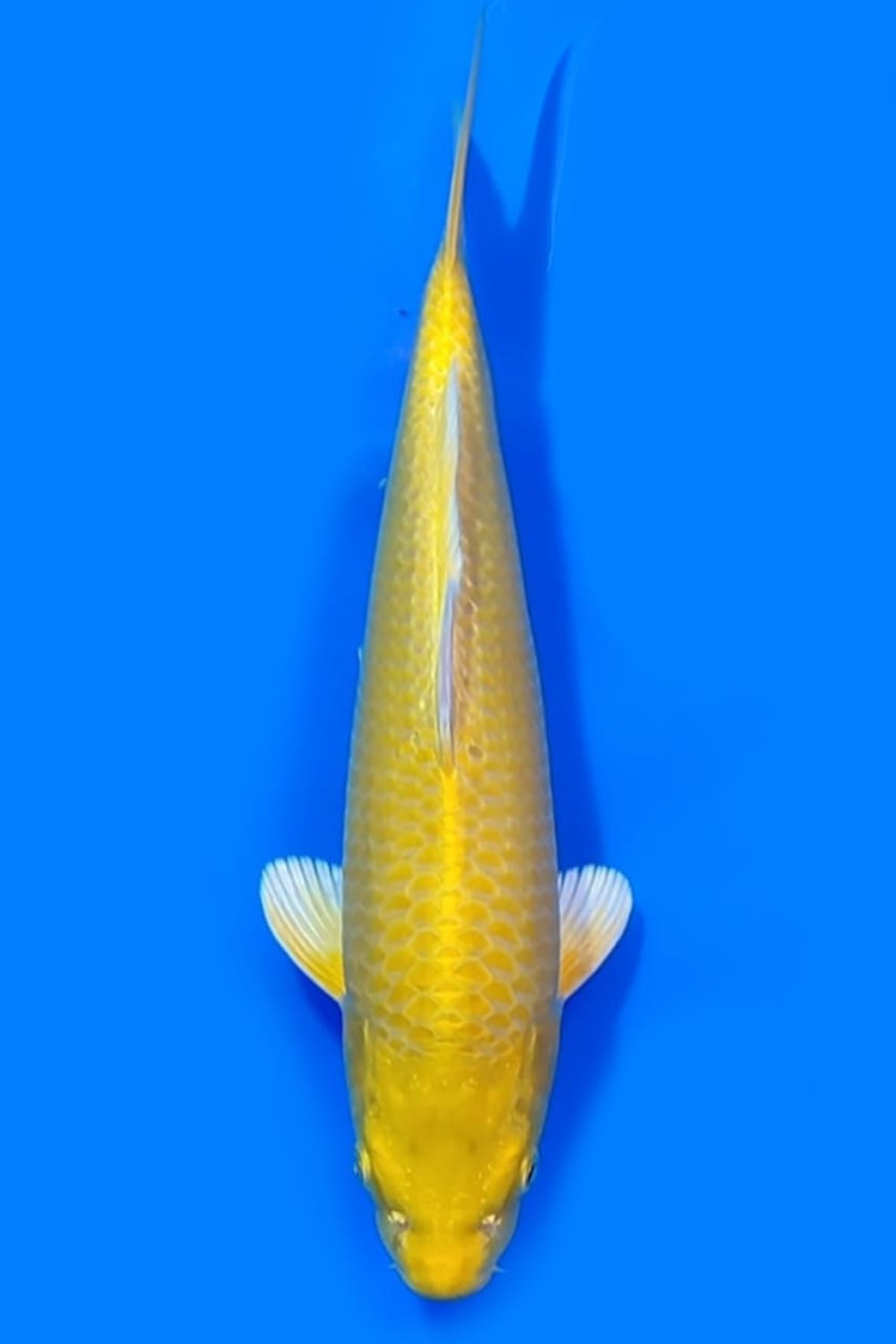 Juara 2