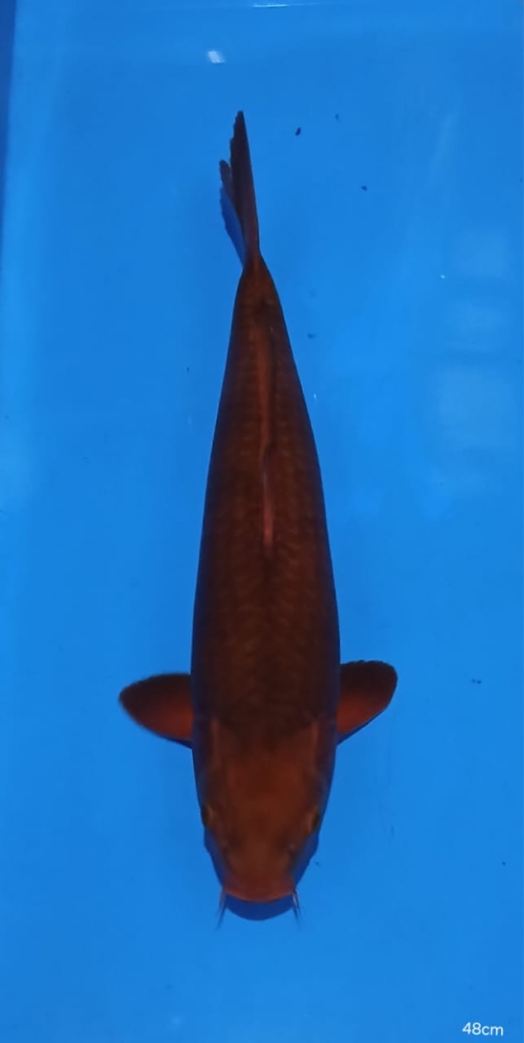 Juara 1