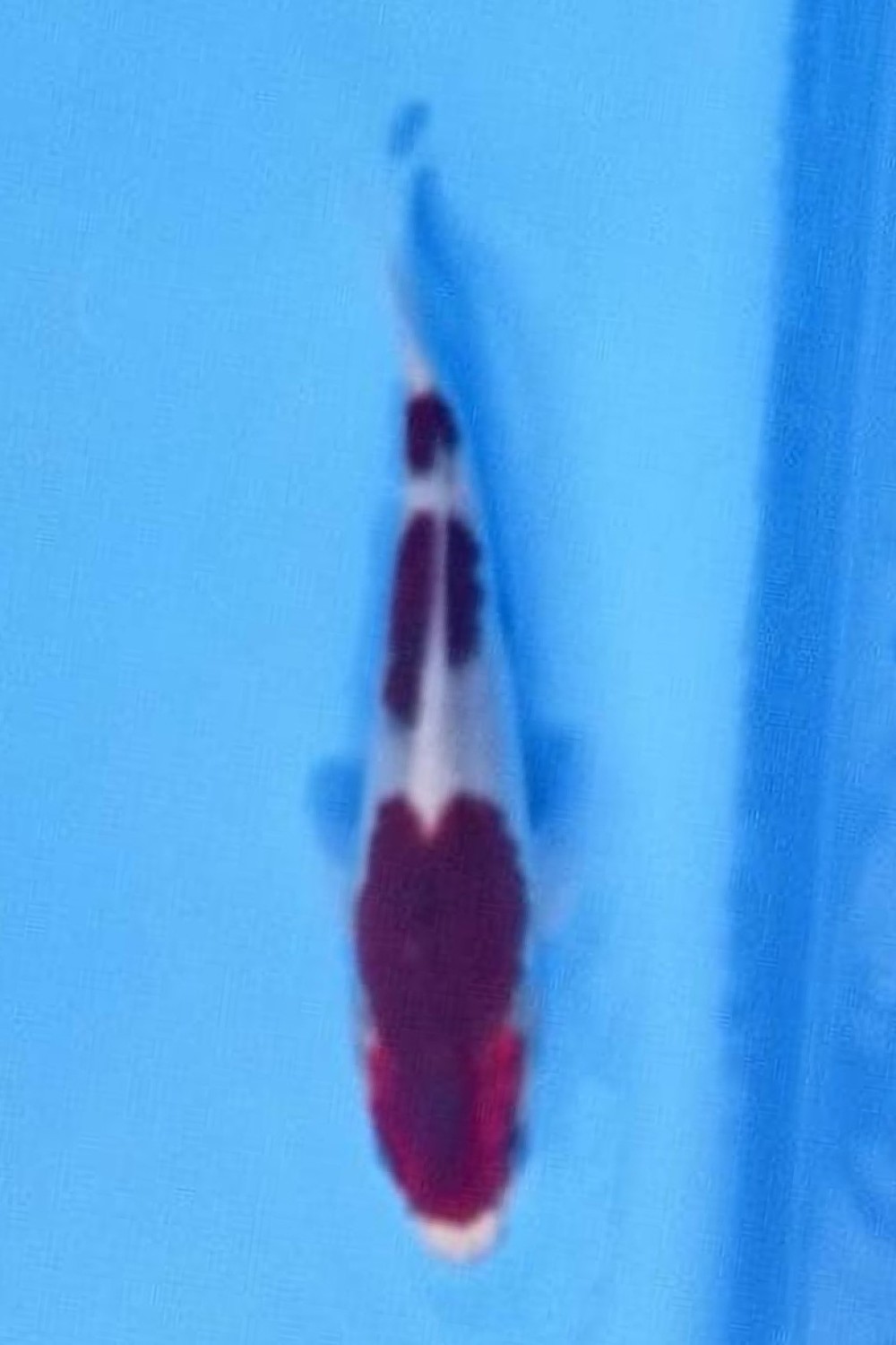 Juara 1