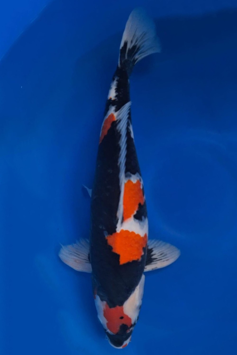 Juara 1