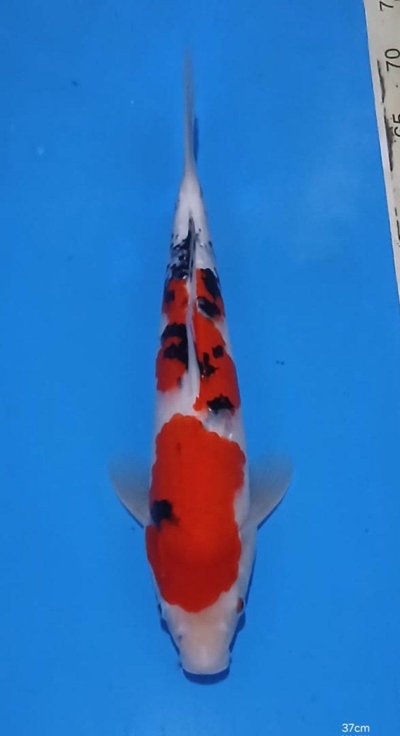 Juara 3
