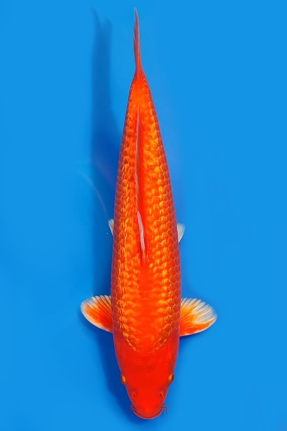 Best In Size E 36-40 Cm