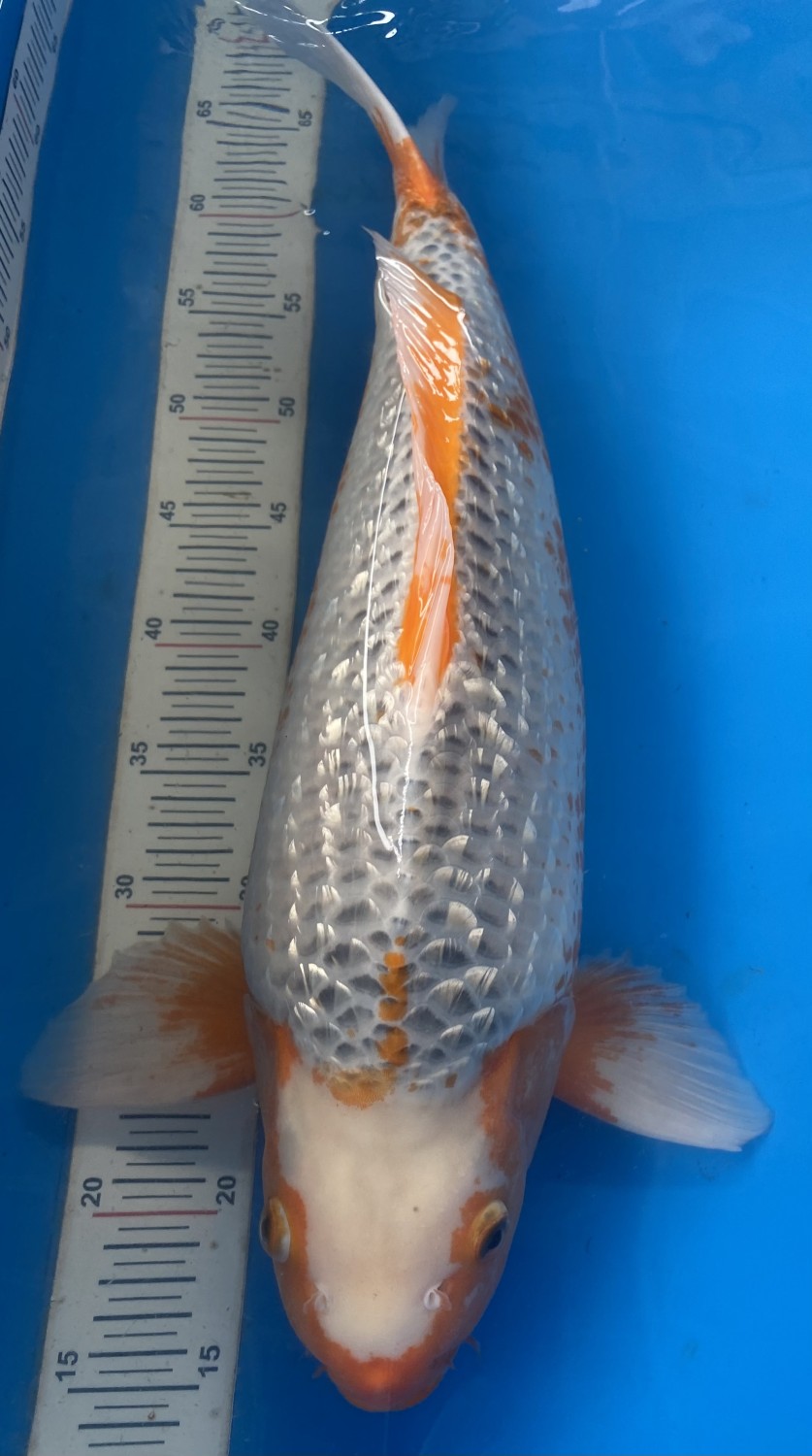 Juara 1
