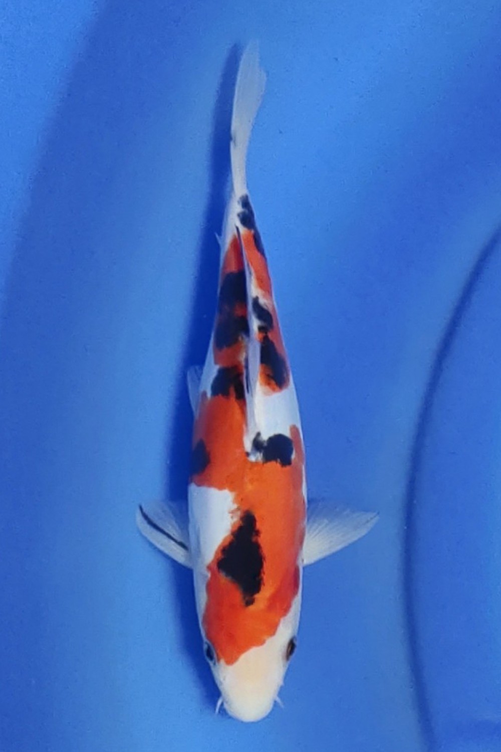 Juara 1