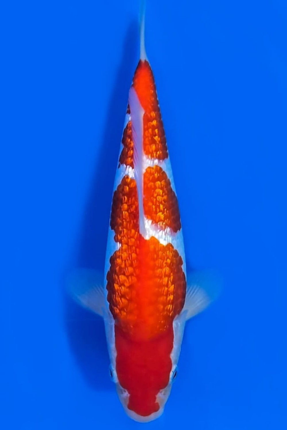 Best In Size B 21-25 Cm