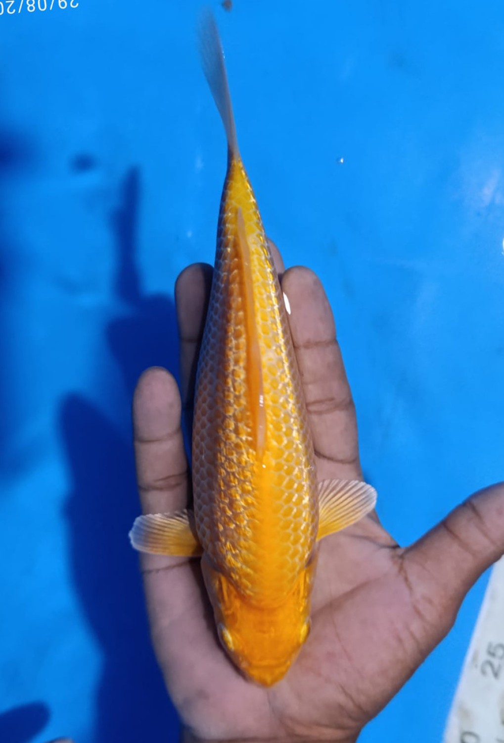 Best In Size E 16-20 Cm