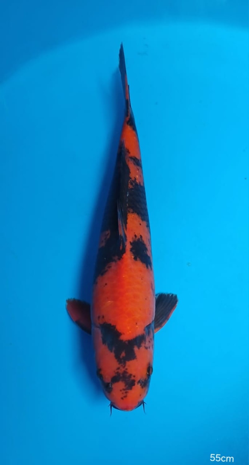 Juara 1