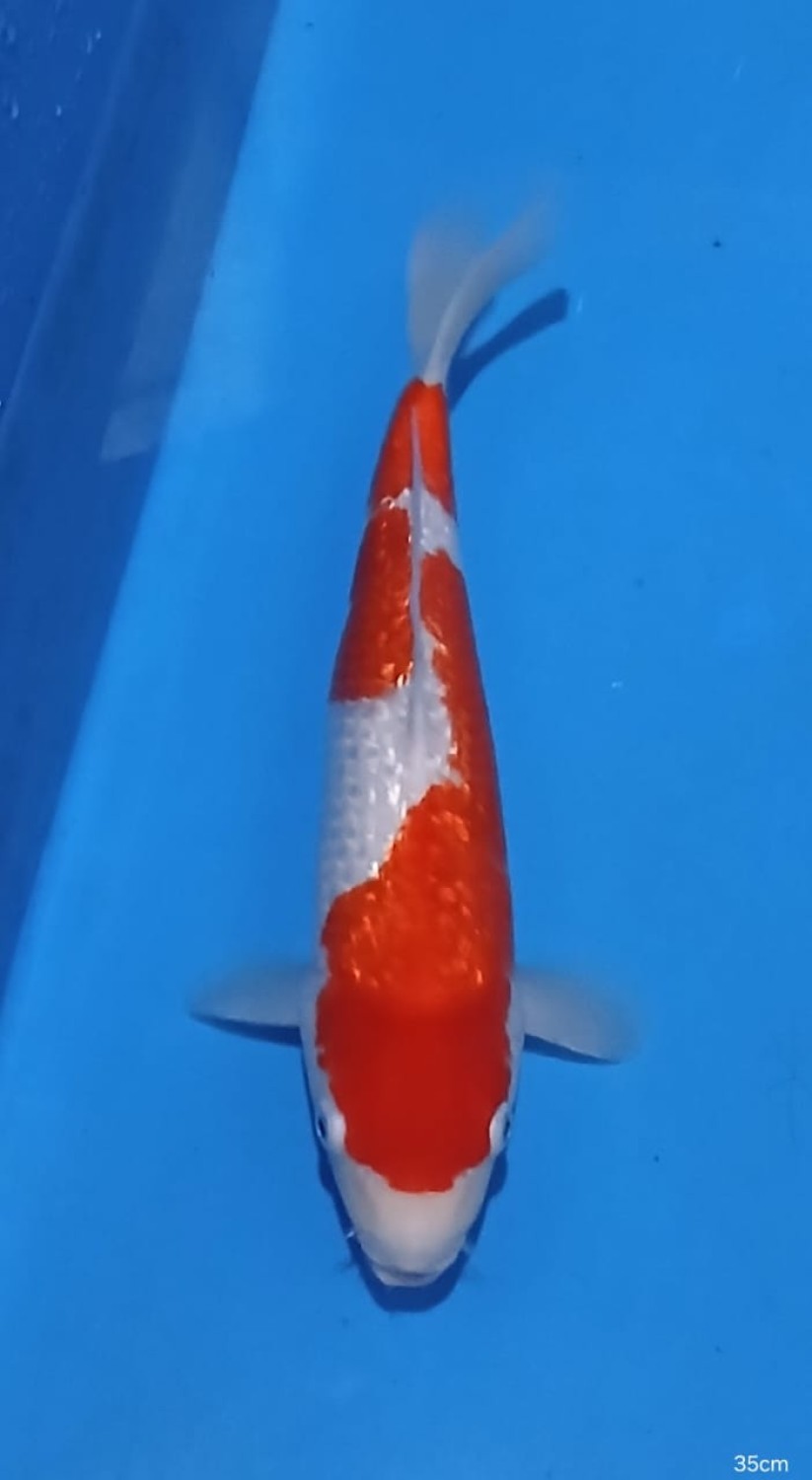 Juara 1