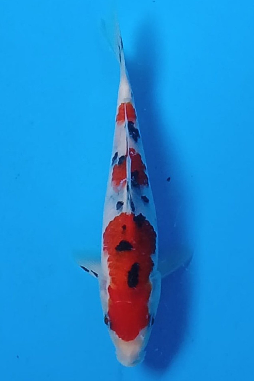 Juara 2
