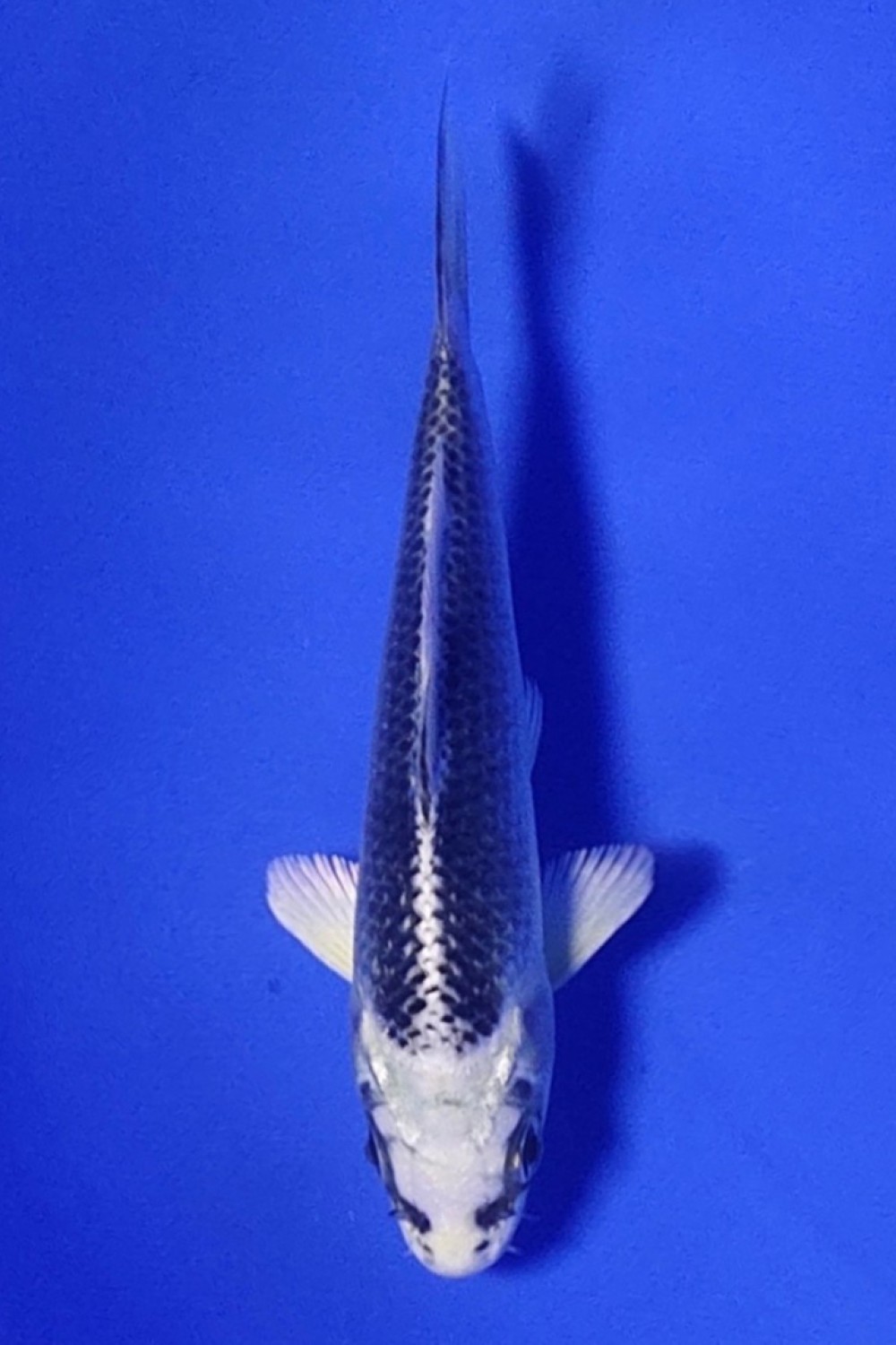 Juara 3