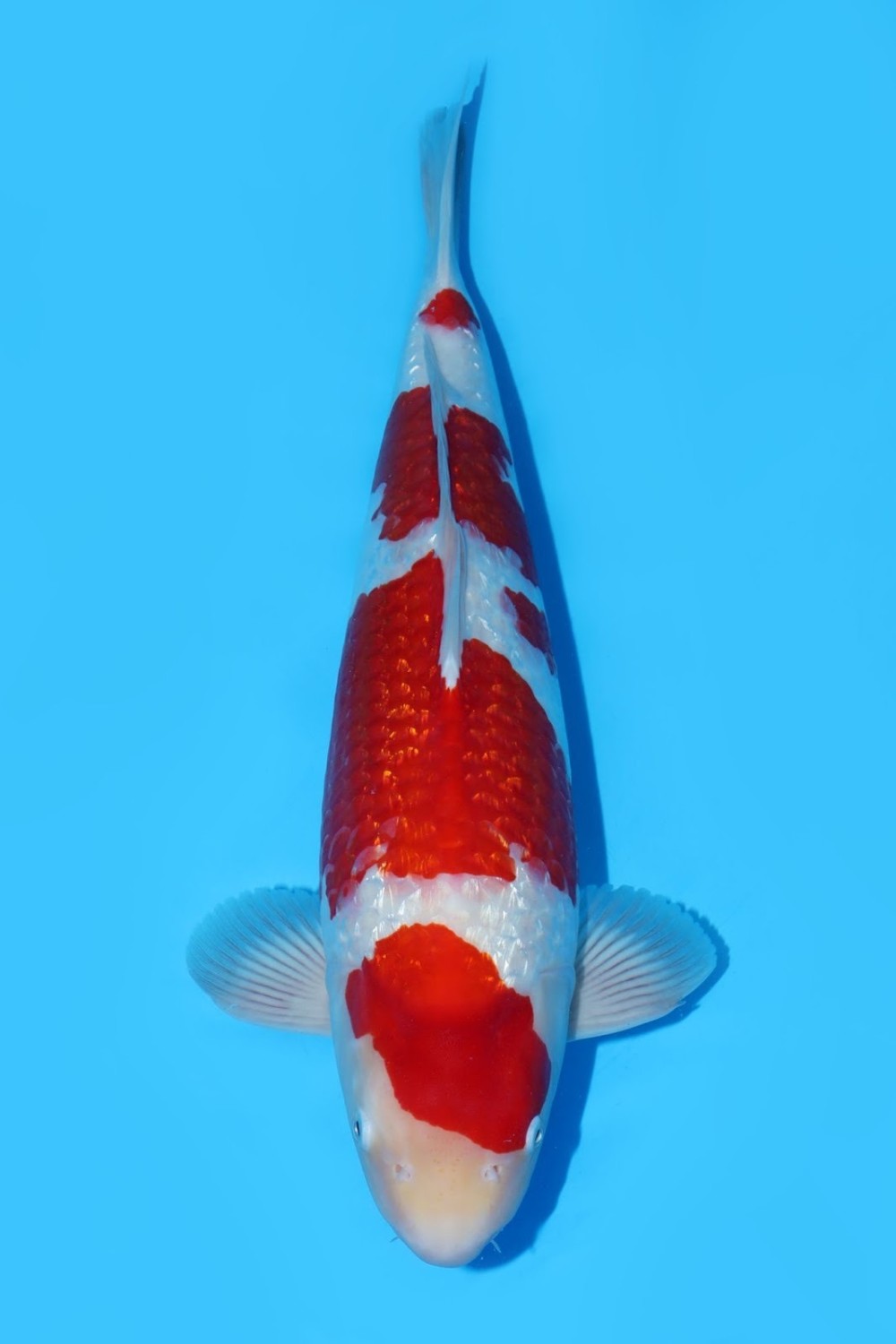 Juara 3