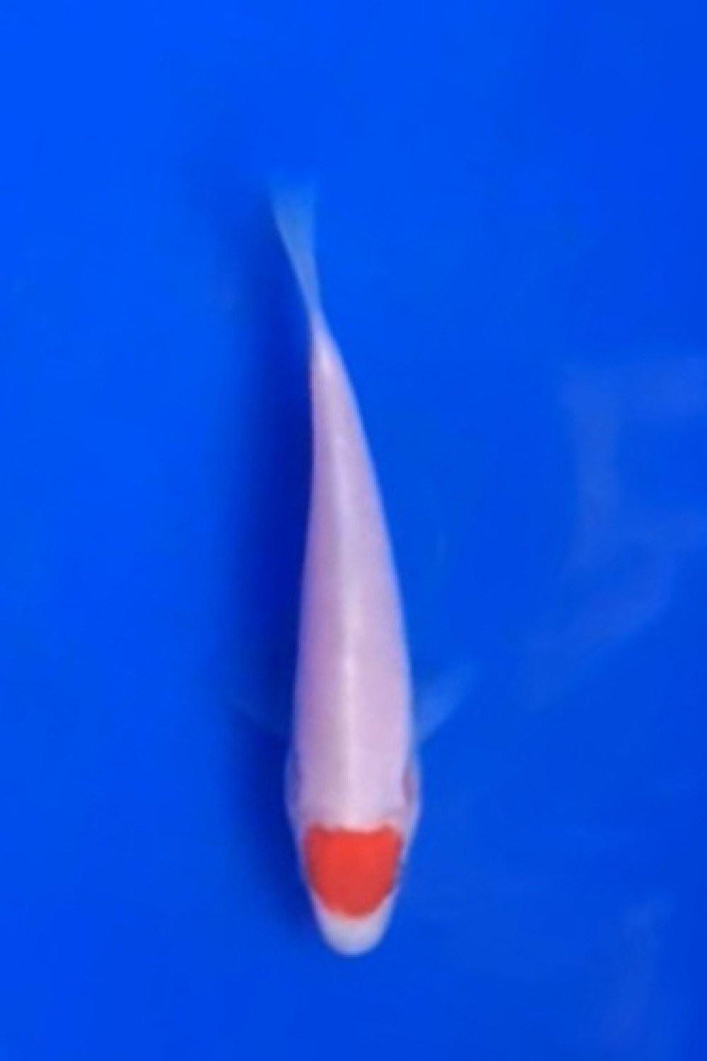 Juara 2
